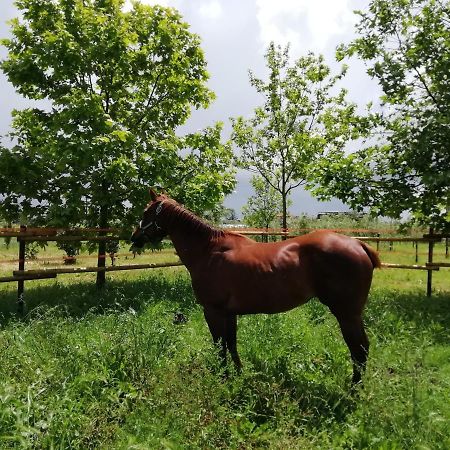 Nenna Country Capua Exterior foto